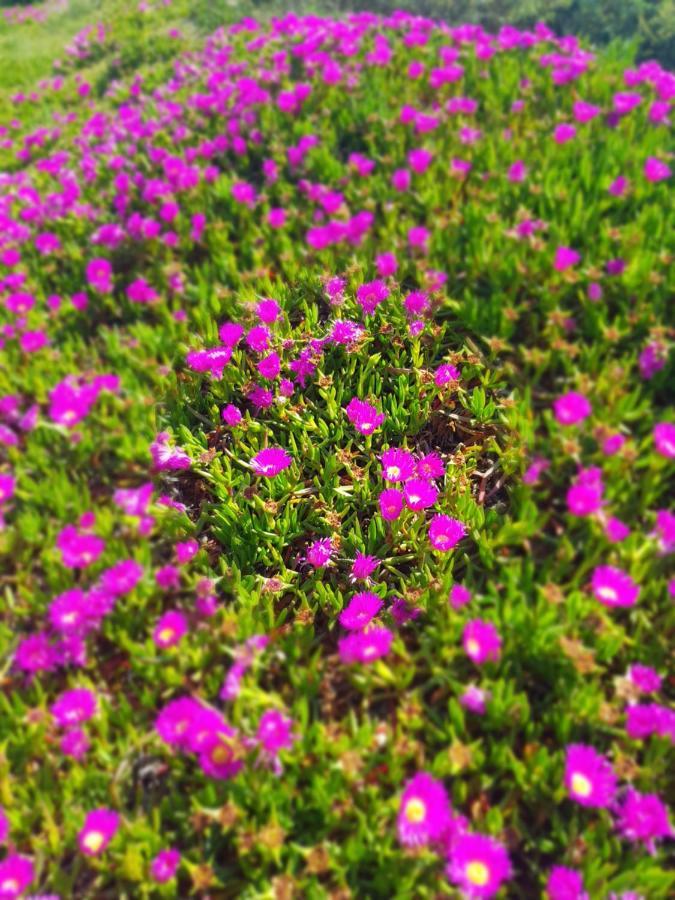 La Rose Des Sables, T2 A La Mer, Terrasse Et Garage 프롱티냥 외부 사진